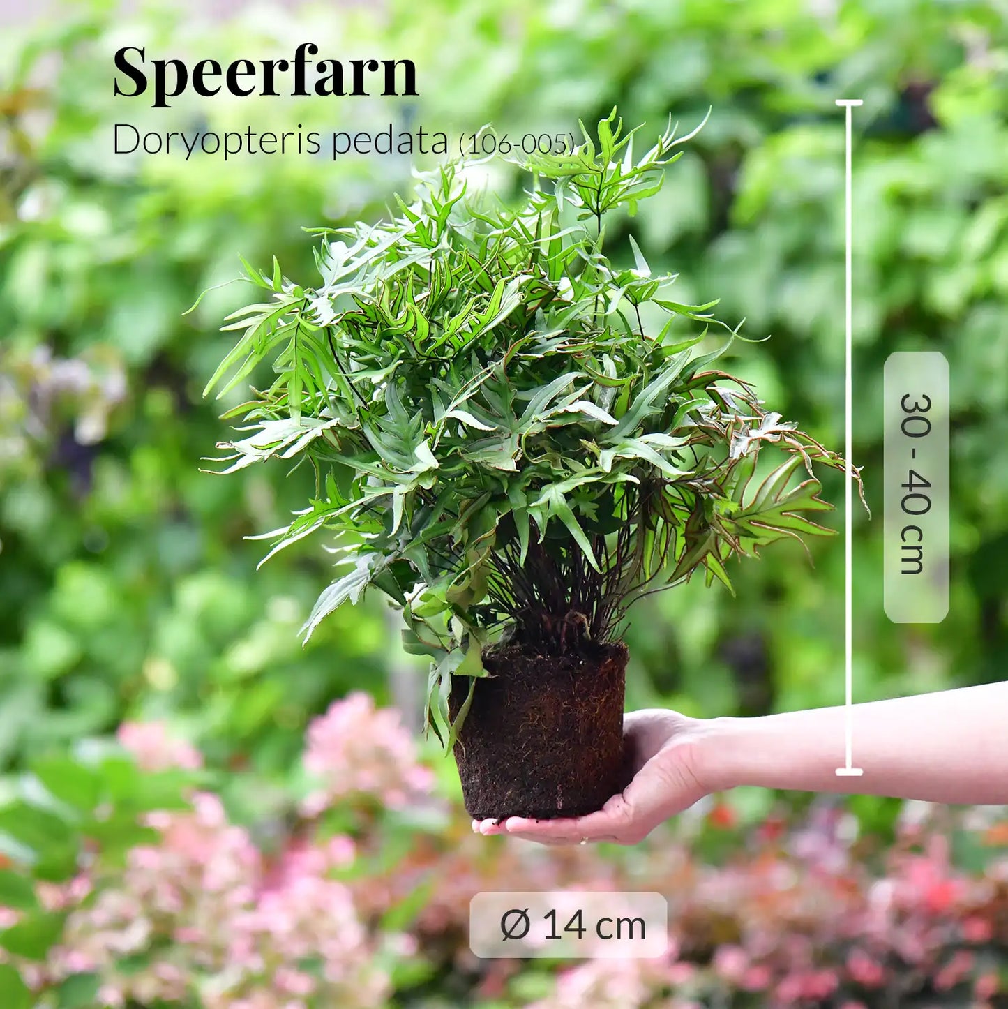 SPECIAL OFFER 4er Box Farn Dschungel