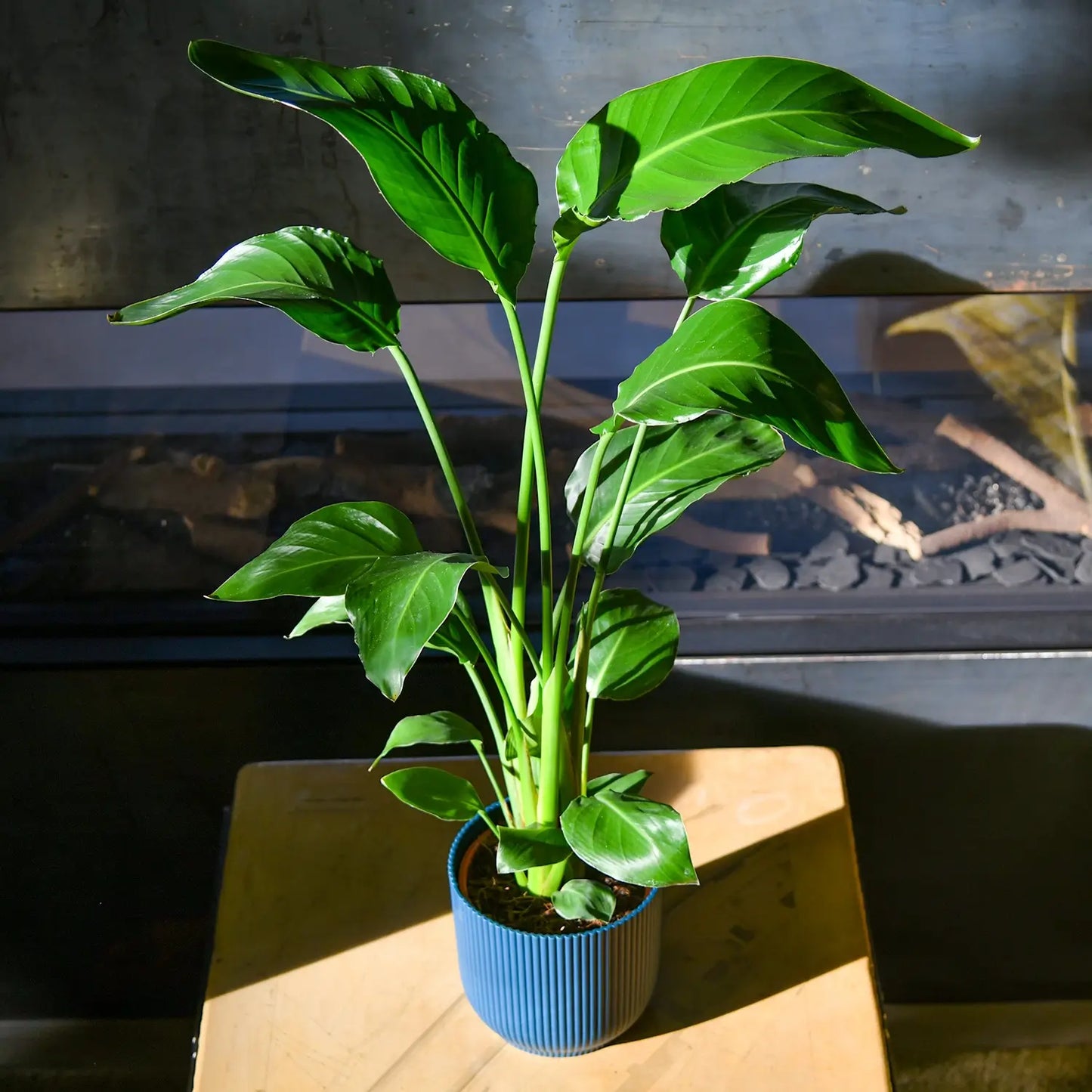 Kräftige Strelitzia Zimmerpflanze in blauem Dekotopf