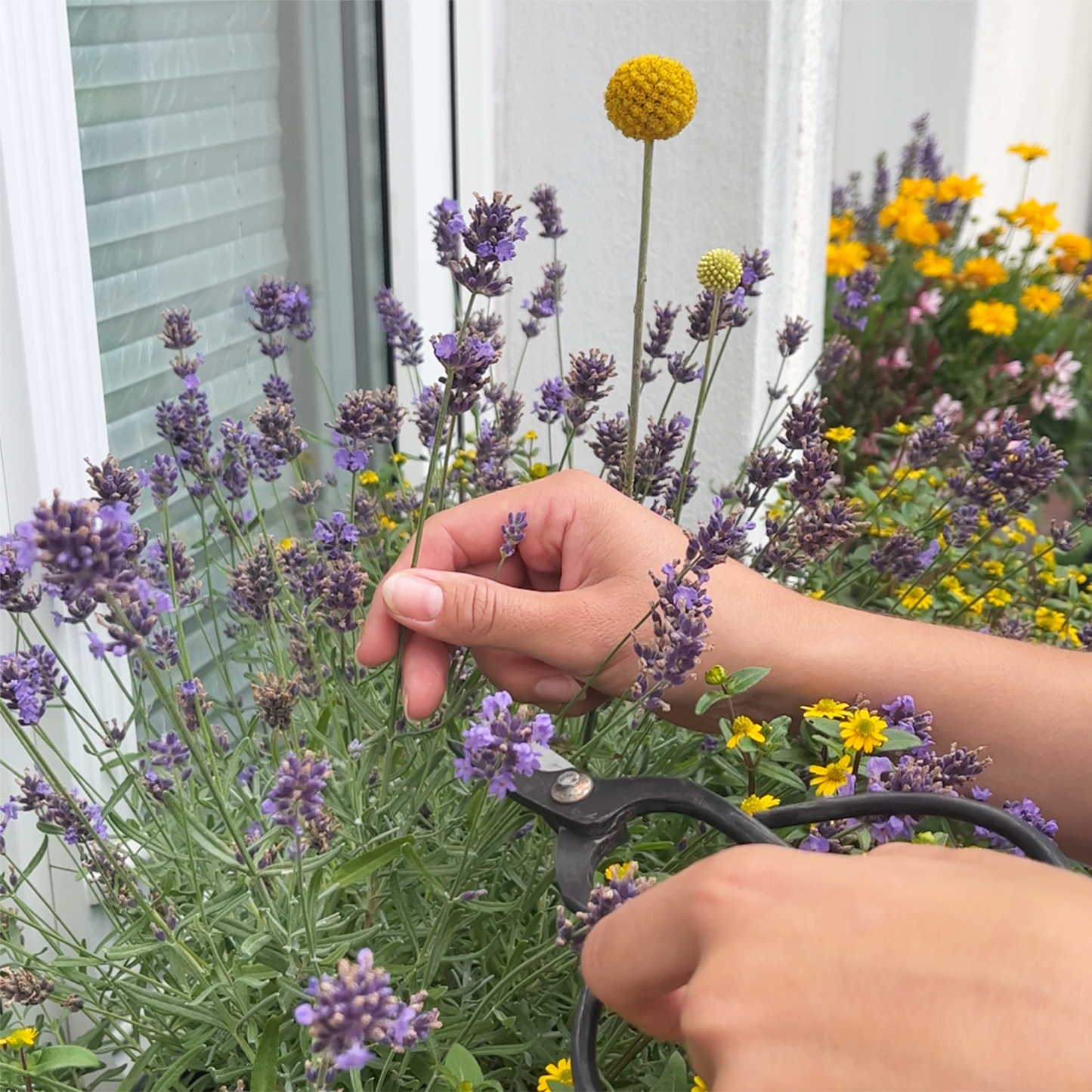 Lavendel und Trommelstöckchen schneiden Trockenblumen