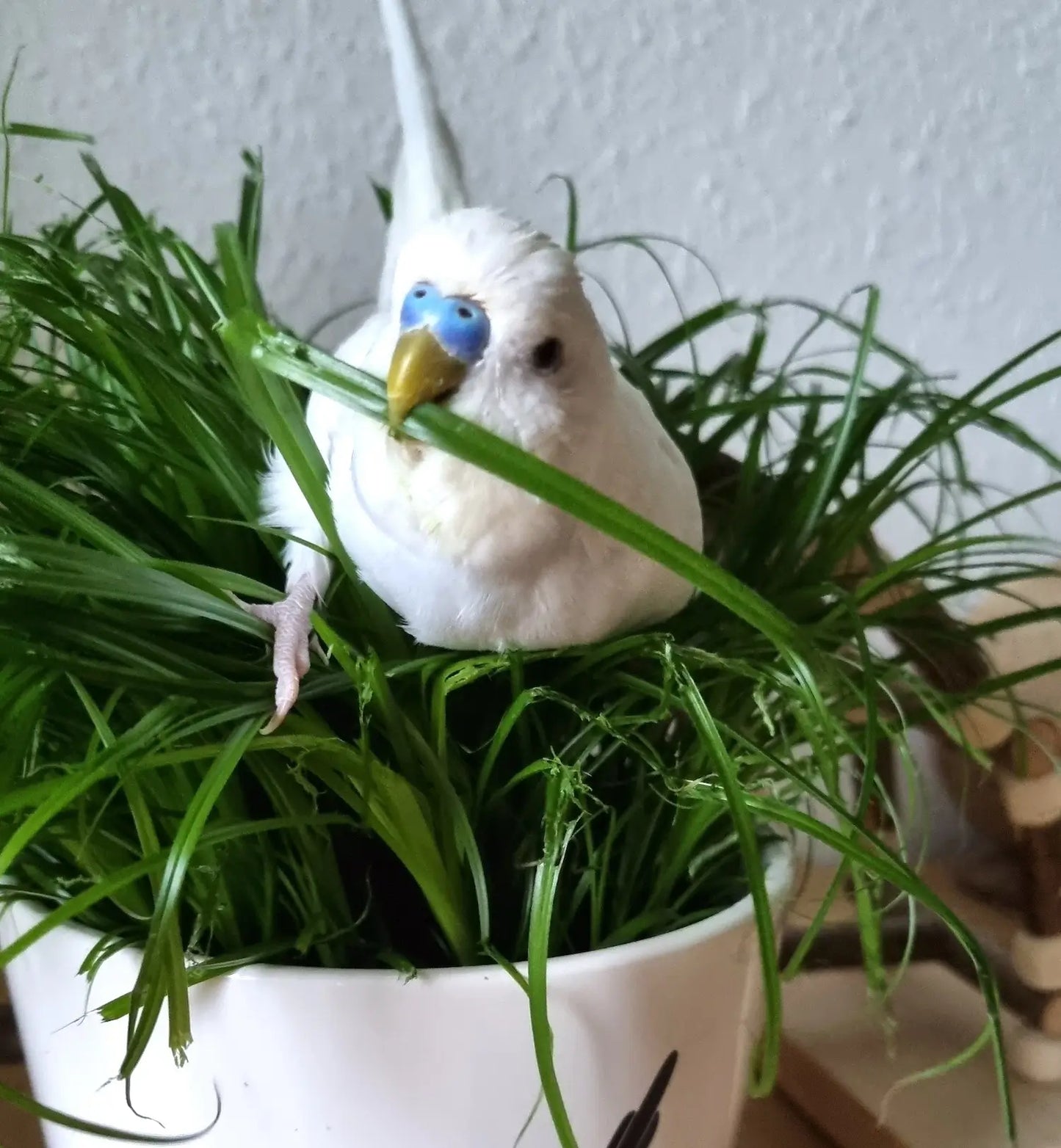 3er Katzengras Box PetLove