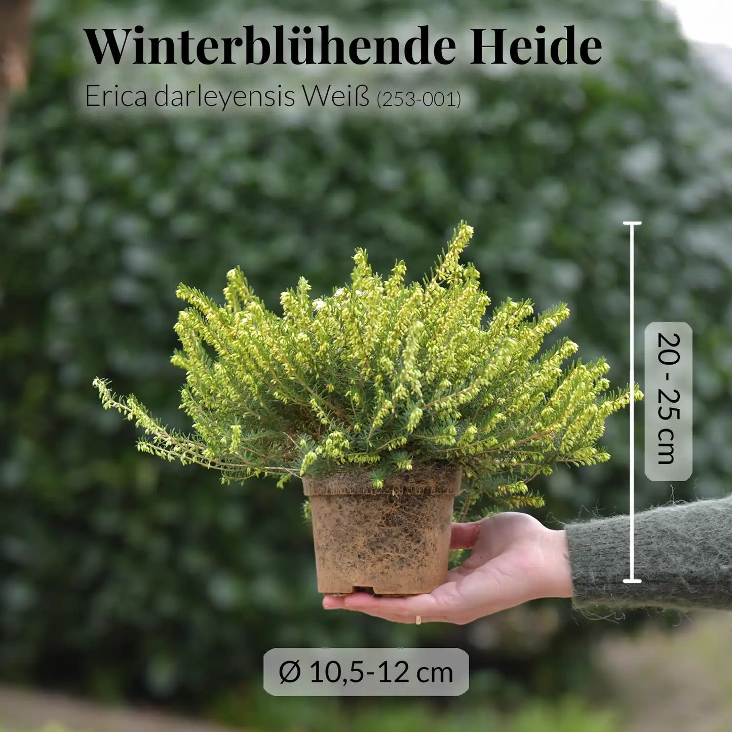 Mix & Match Winterharte Balkonpflanze