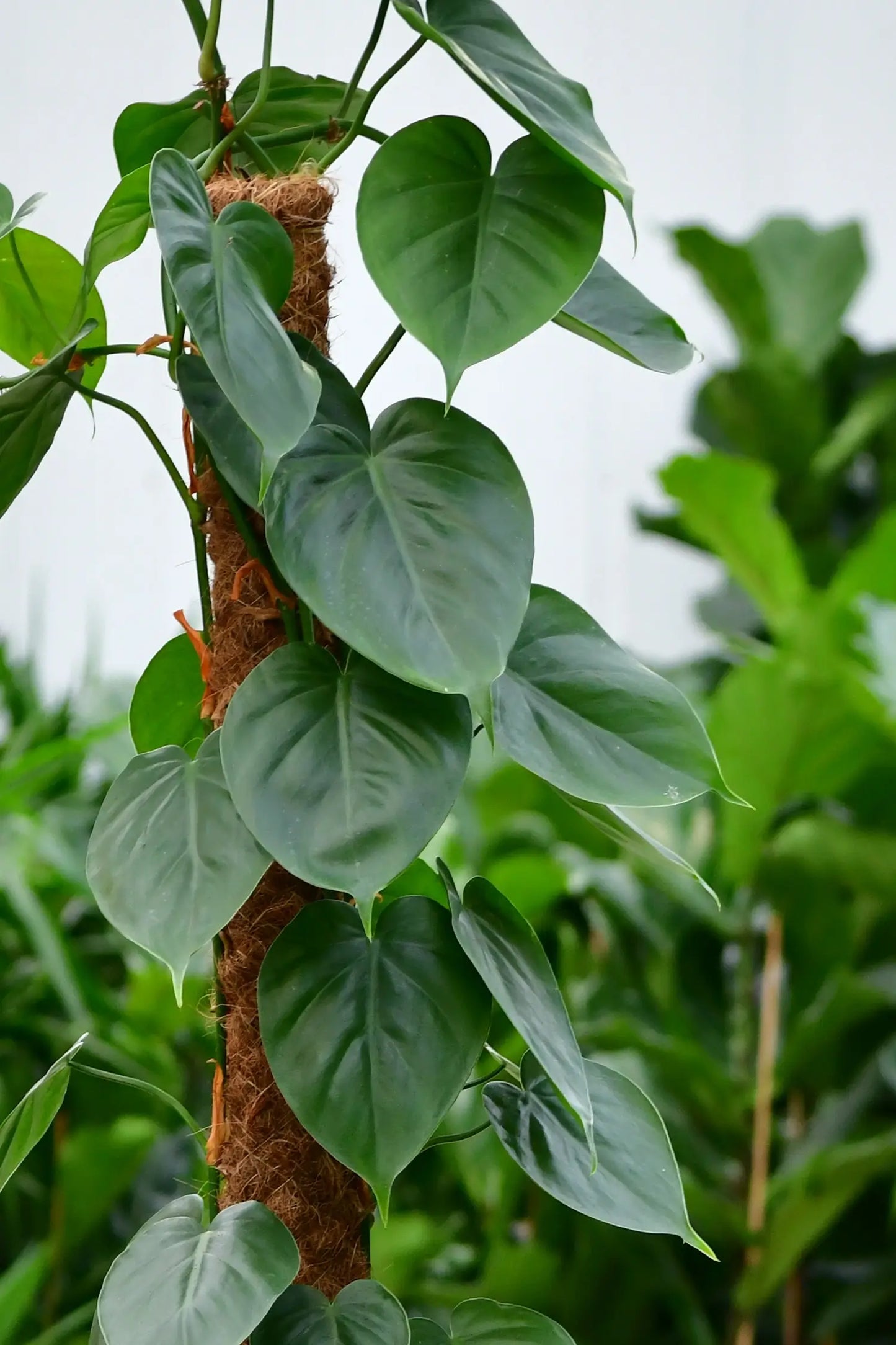 Philodendron Blätter mit Kokosstab