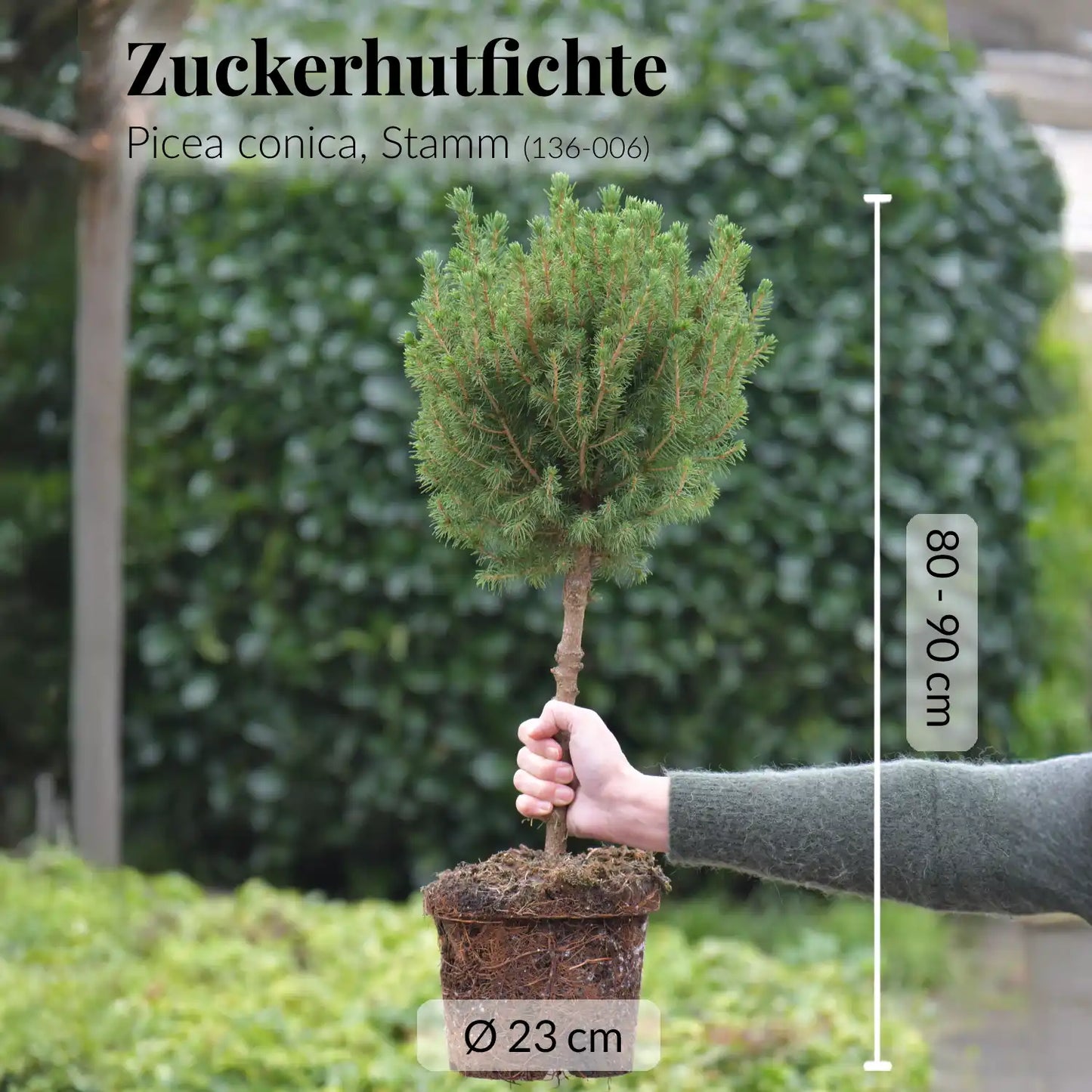 Tannen Stämmchen