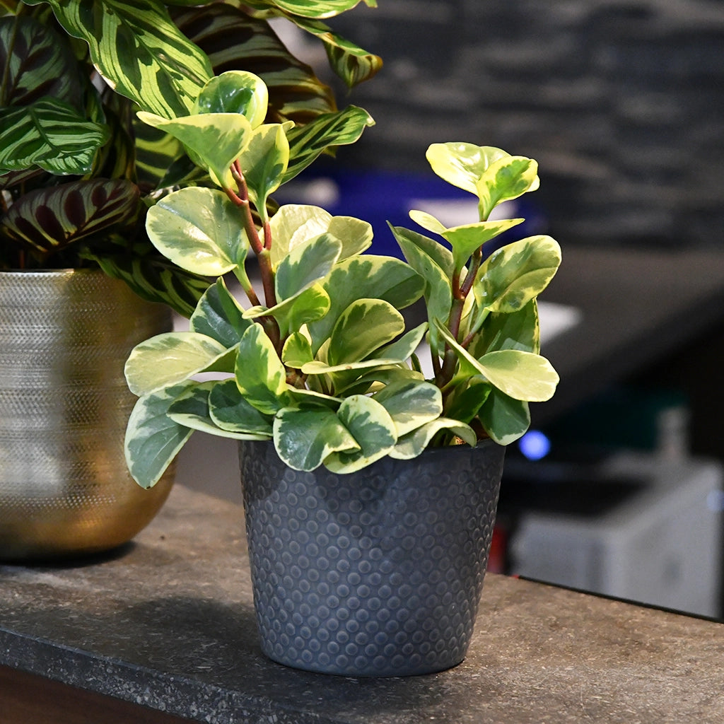 Mix & Match Box Ungiftige Pflanzen - Sonnige Fensterbank
