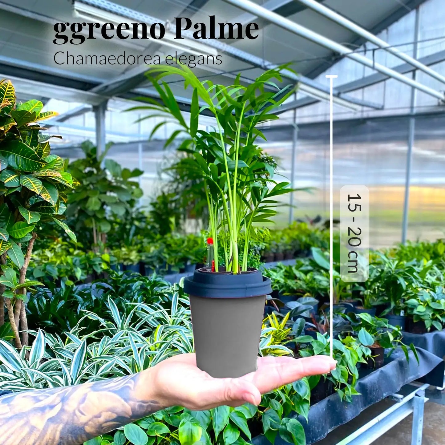 Mix & Match ggreeno® Tischpflanzen