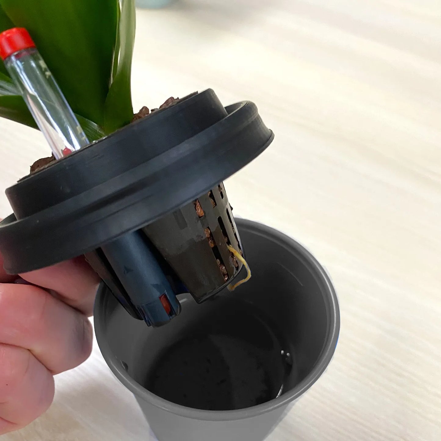 ggreeno® Palme in Salbei