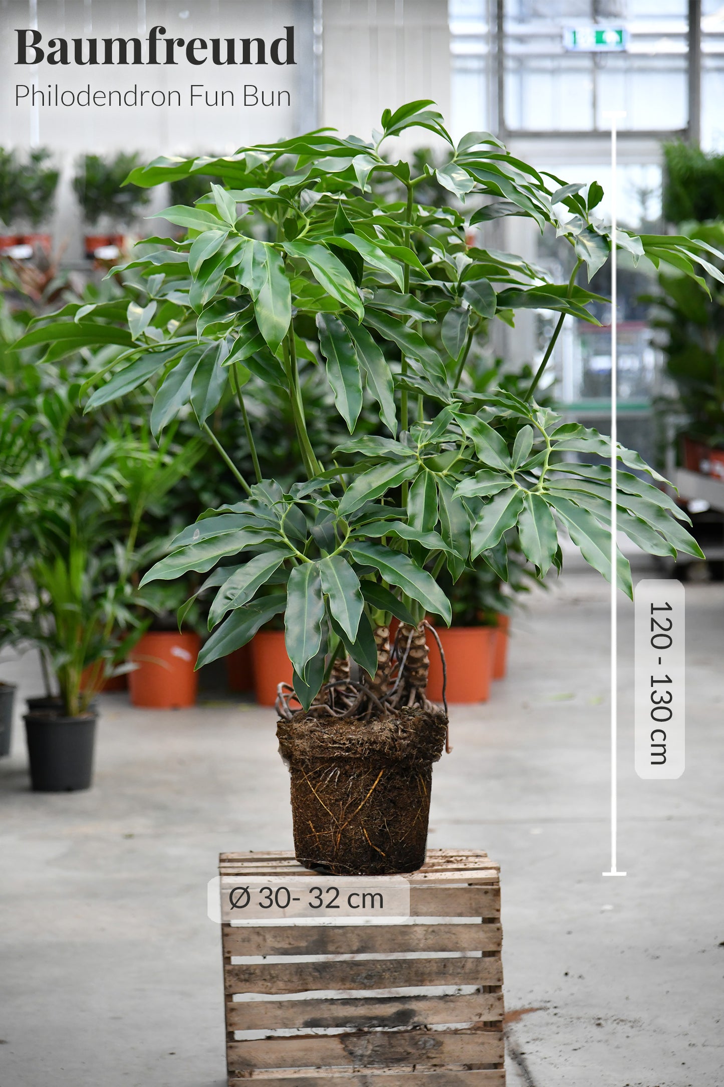 XXL Philodendron Fun Bun 130-140cm