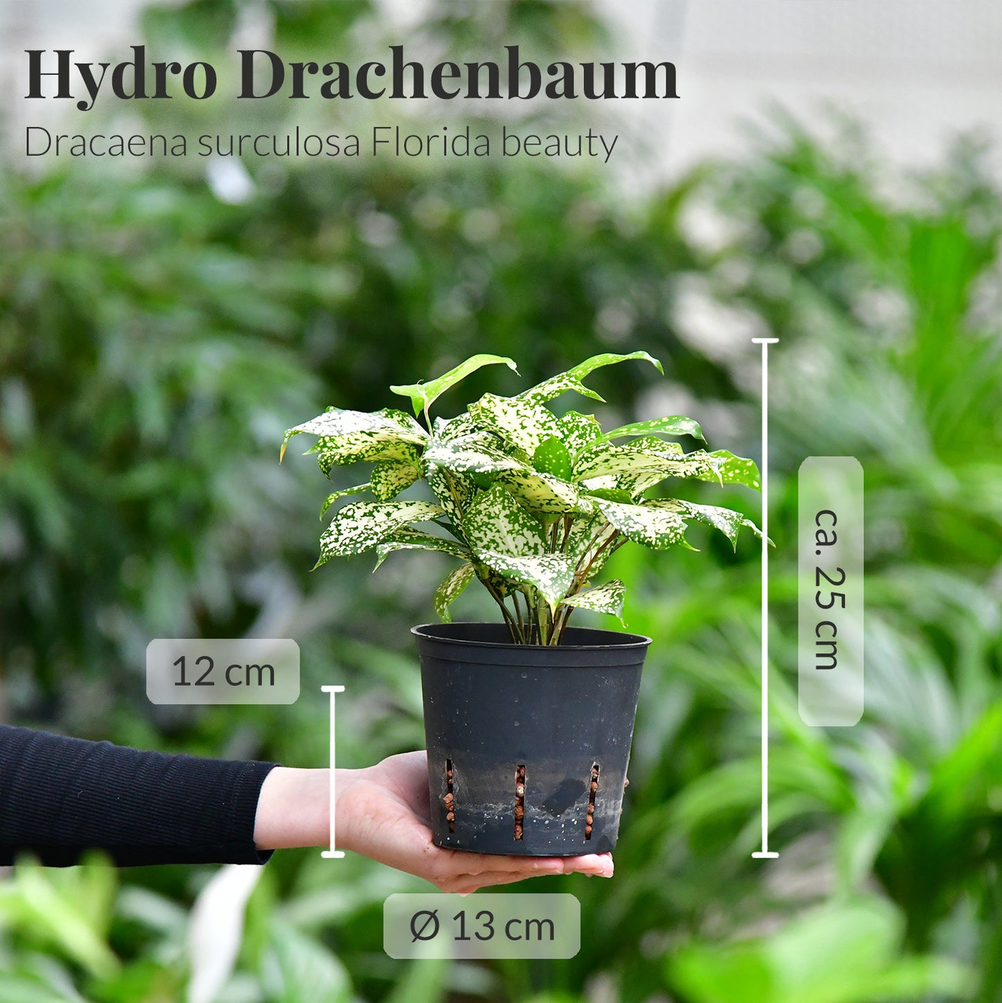 Hydro 3er Pflanzen Set Drachenbaum Mix