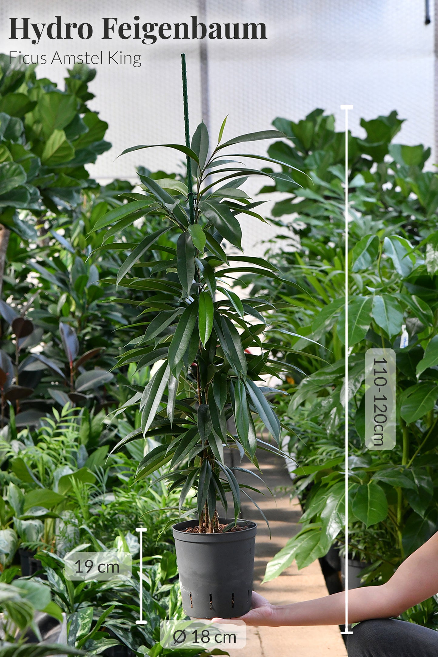 HYDRO SET XL Büropflanze Ficus Amstel King mit klassischer Vase
