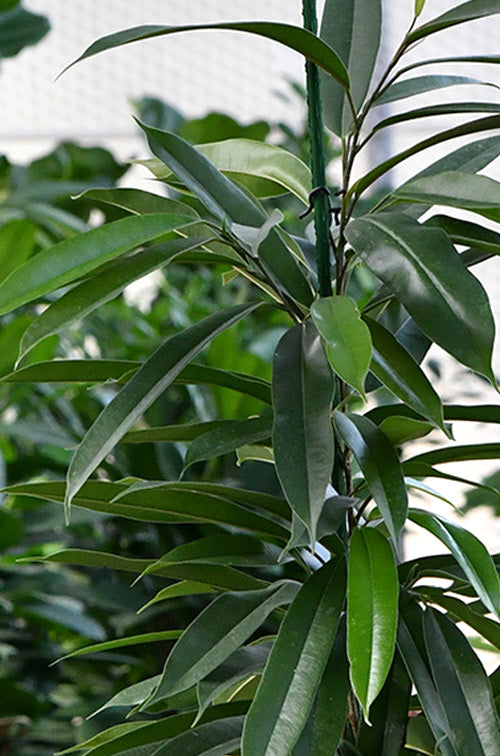 HYDRO SET XL Büropflanze Ficus Amstel King mit klassischer Vase