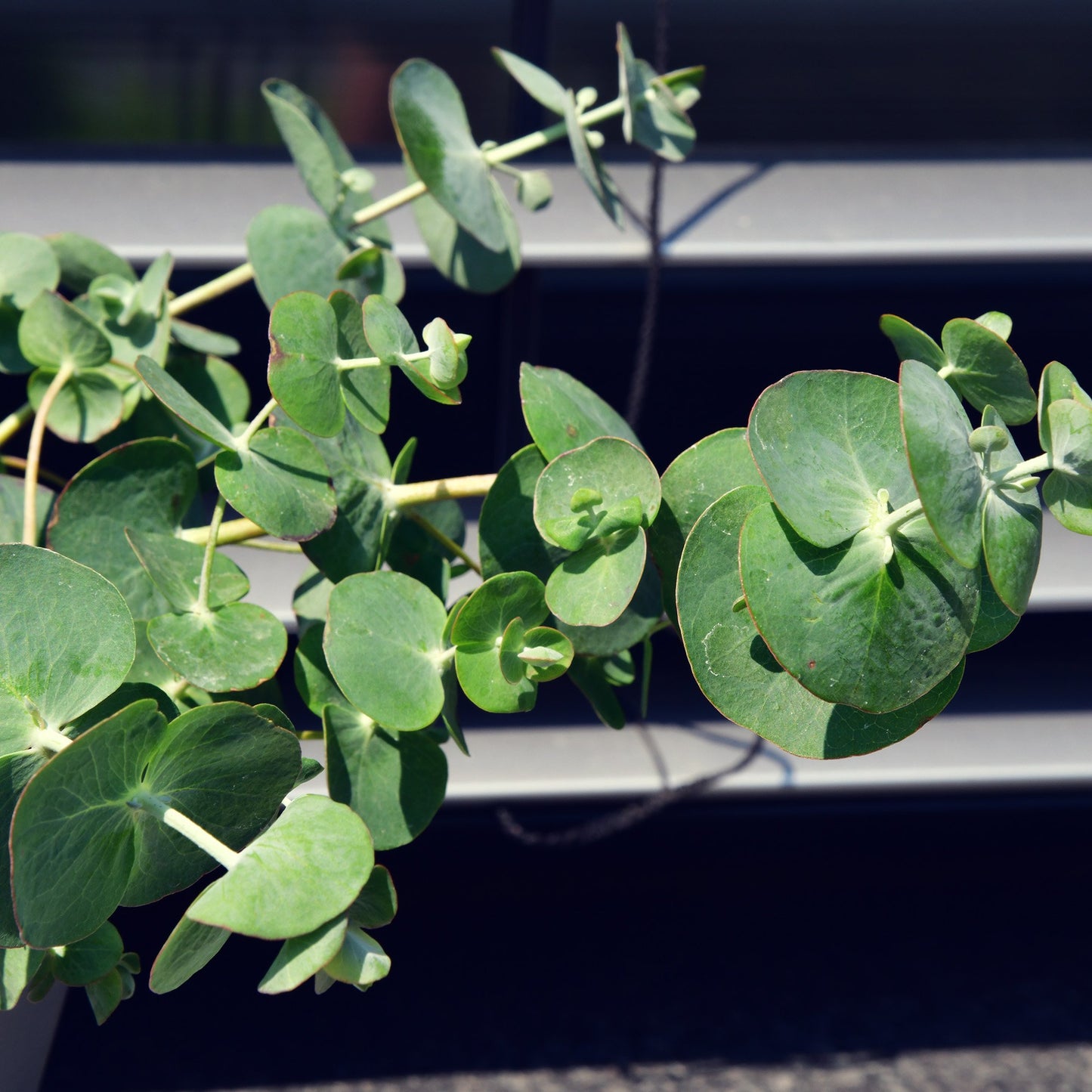 3er Box Duftender Eukalyptus