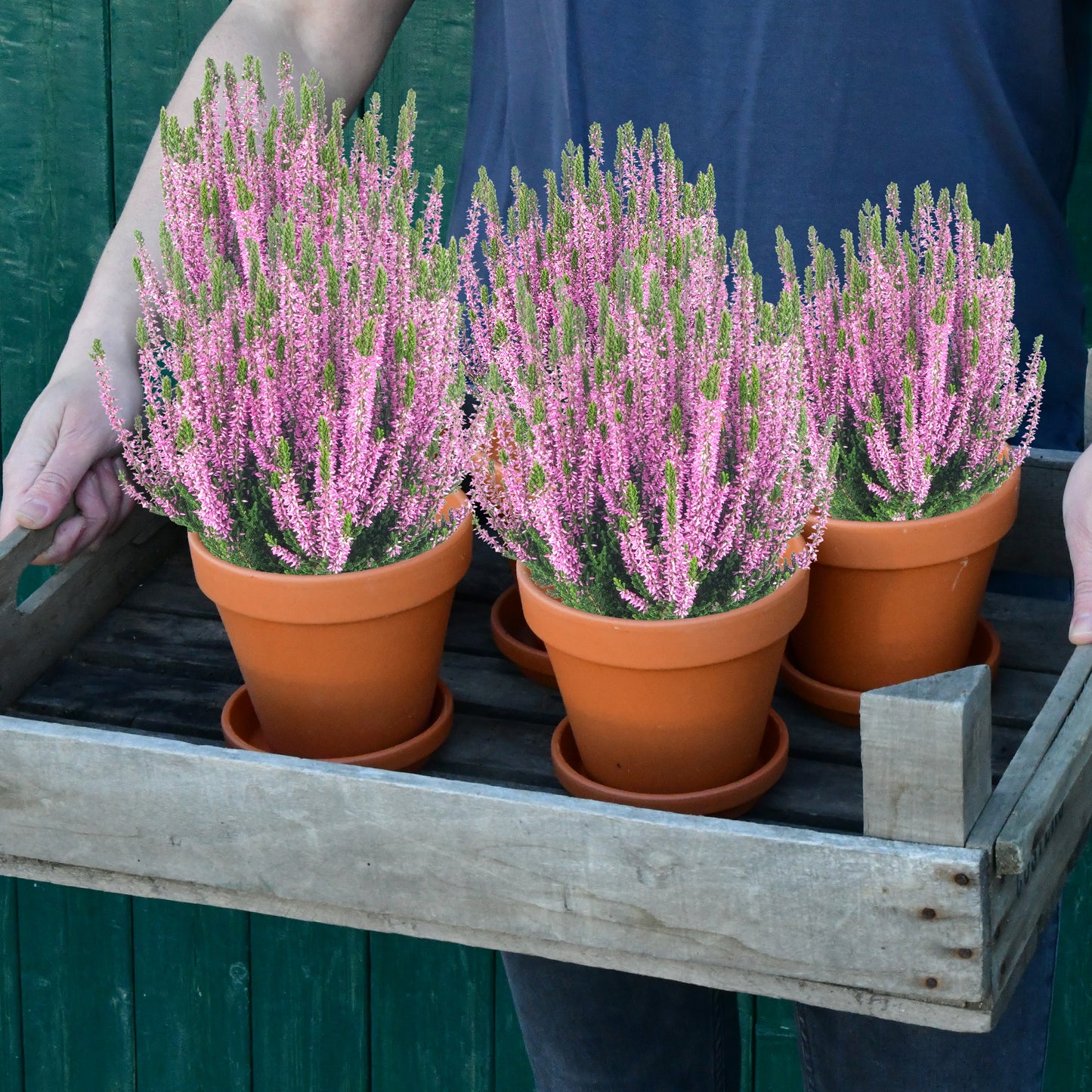 5er Box Rosa-Lila Heidekraut