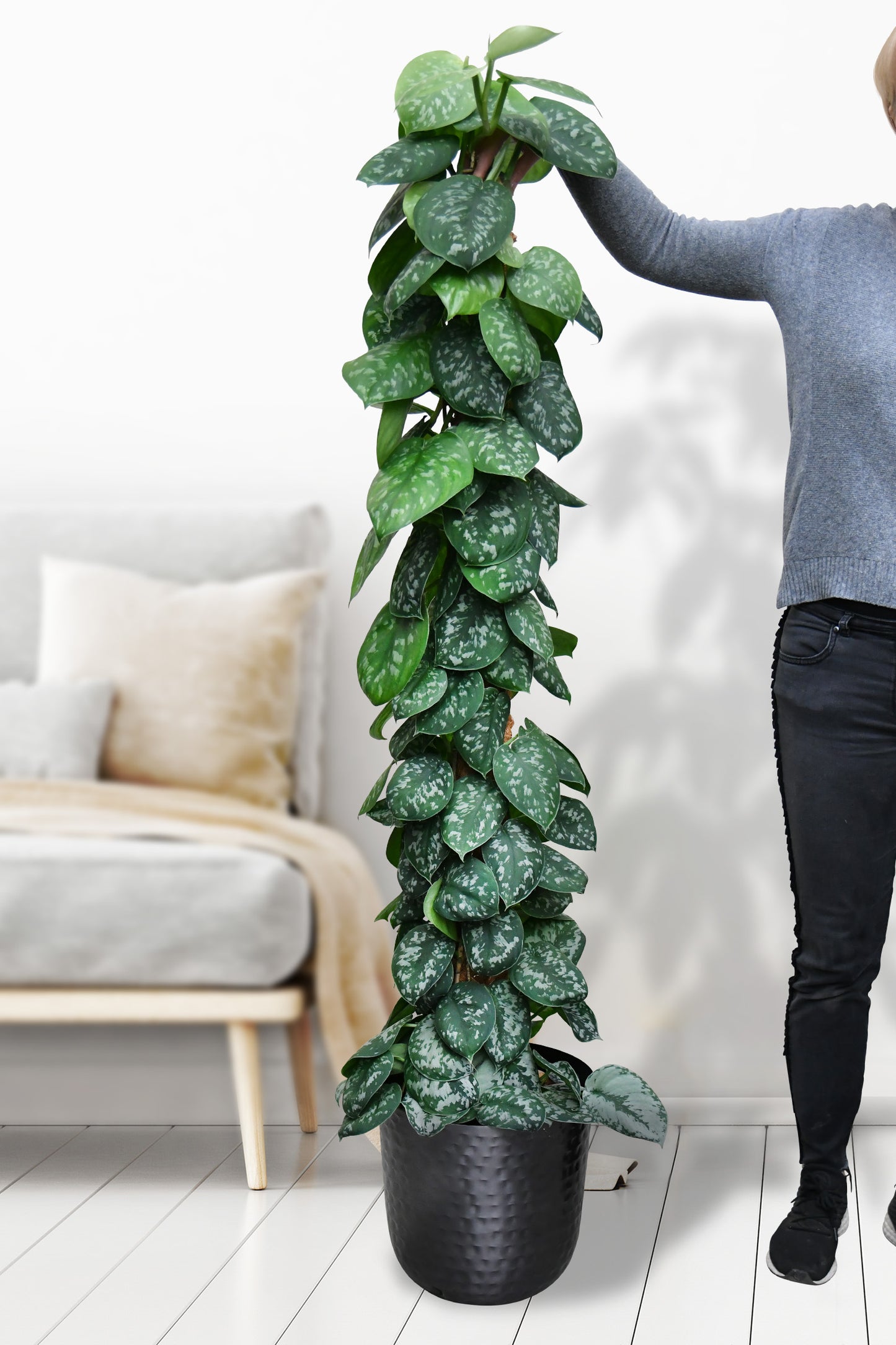 XXL Efeutute Scindapsus 150cm