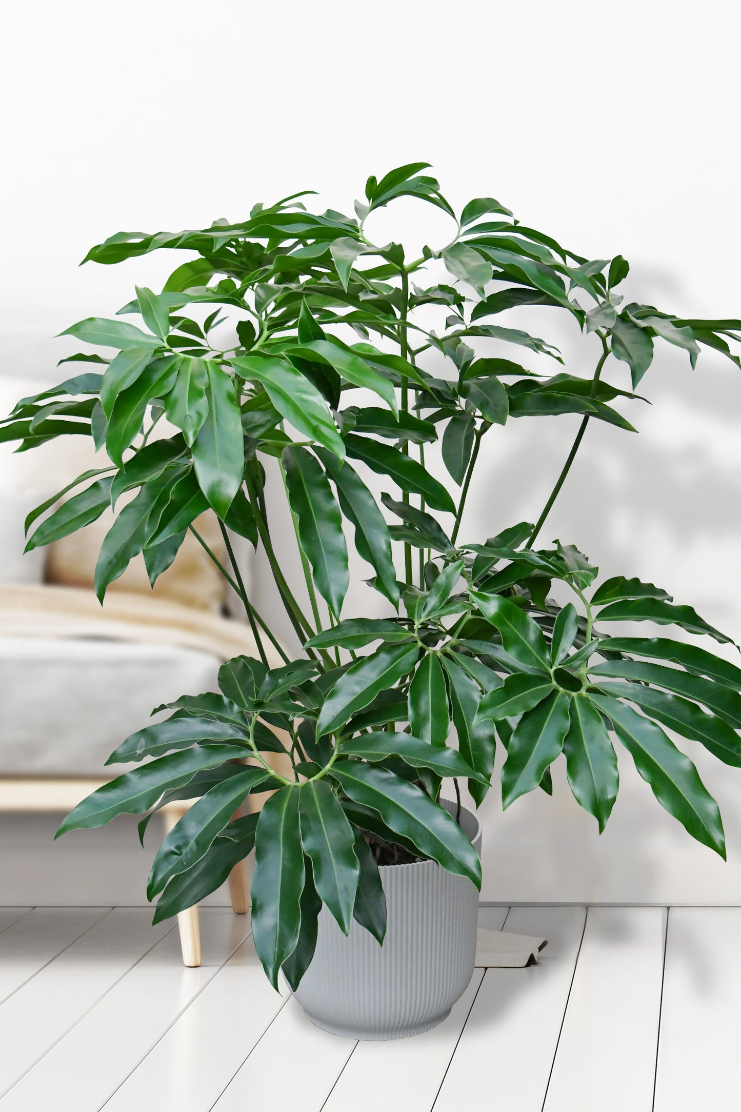 SPECIAL OFFER XXL Philodendron Fun Bun 130-140cm