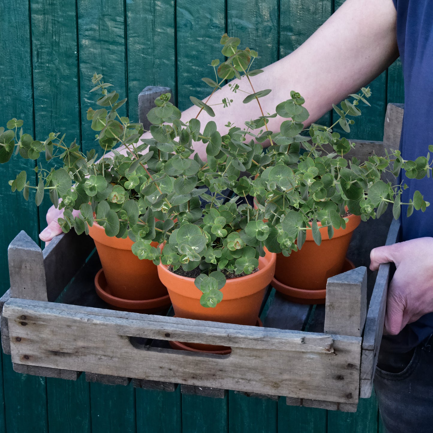 3er Box Duftender Eukalyptus