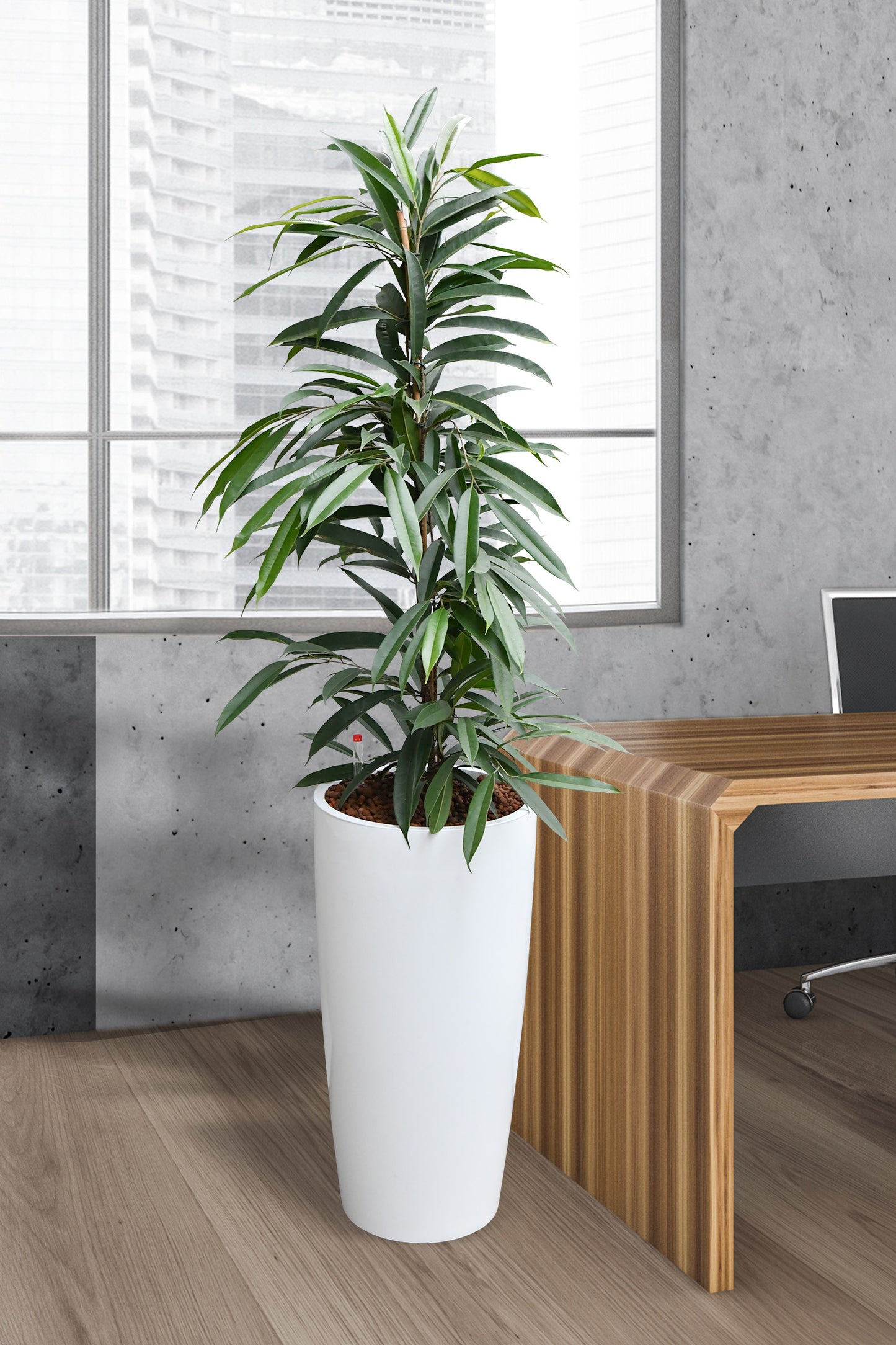 Hydro Kingsize Ficus Amstel King 110-120cm