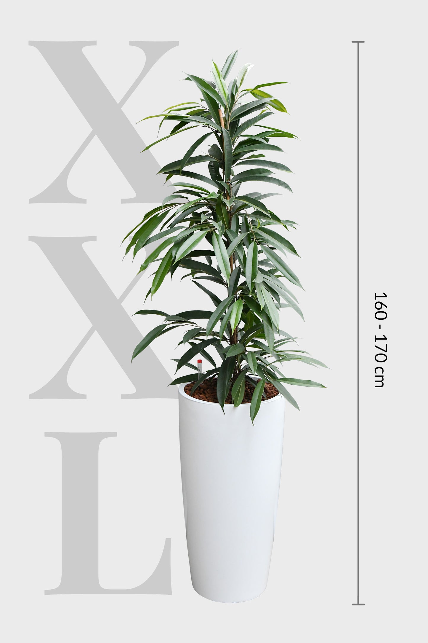 HYDRO SET XL Büropflanze Ficus Amstel King mit klassischer Vase