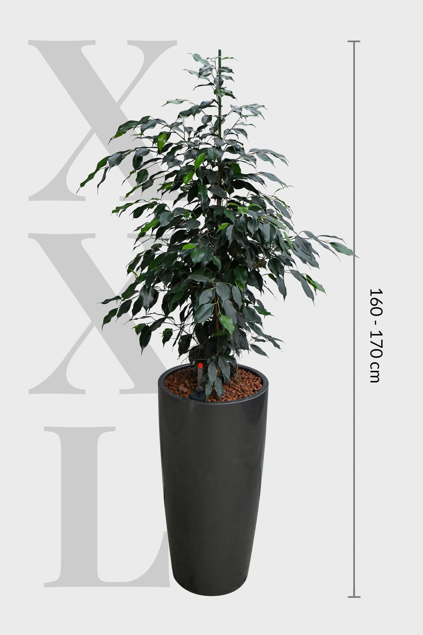 Hydro Kingsize langblättriger Ficus 110-120cm