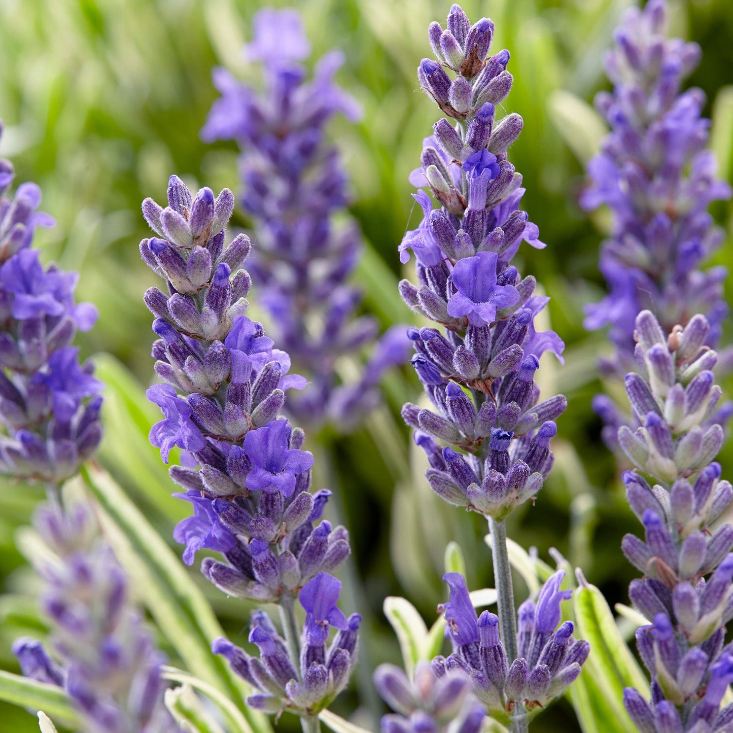 6er Box blaue Lavendel Pflanzen