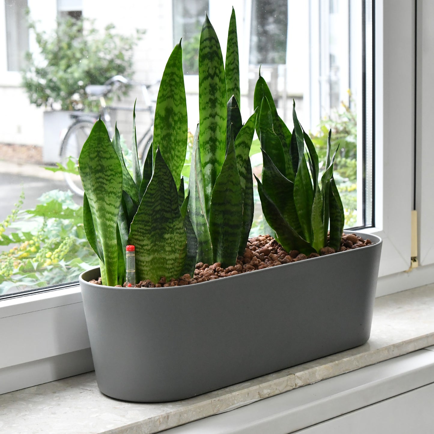 Hydro 3er Pflanzen Set Sansevieria Zeylanica