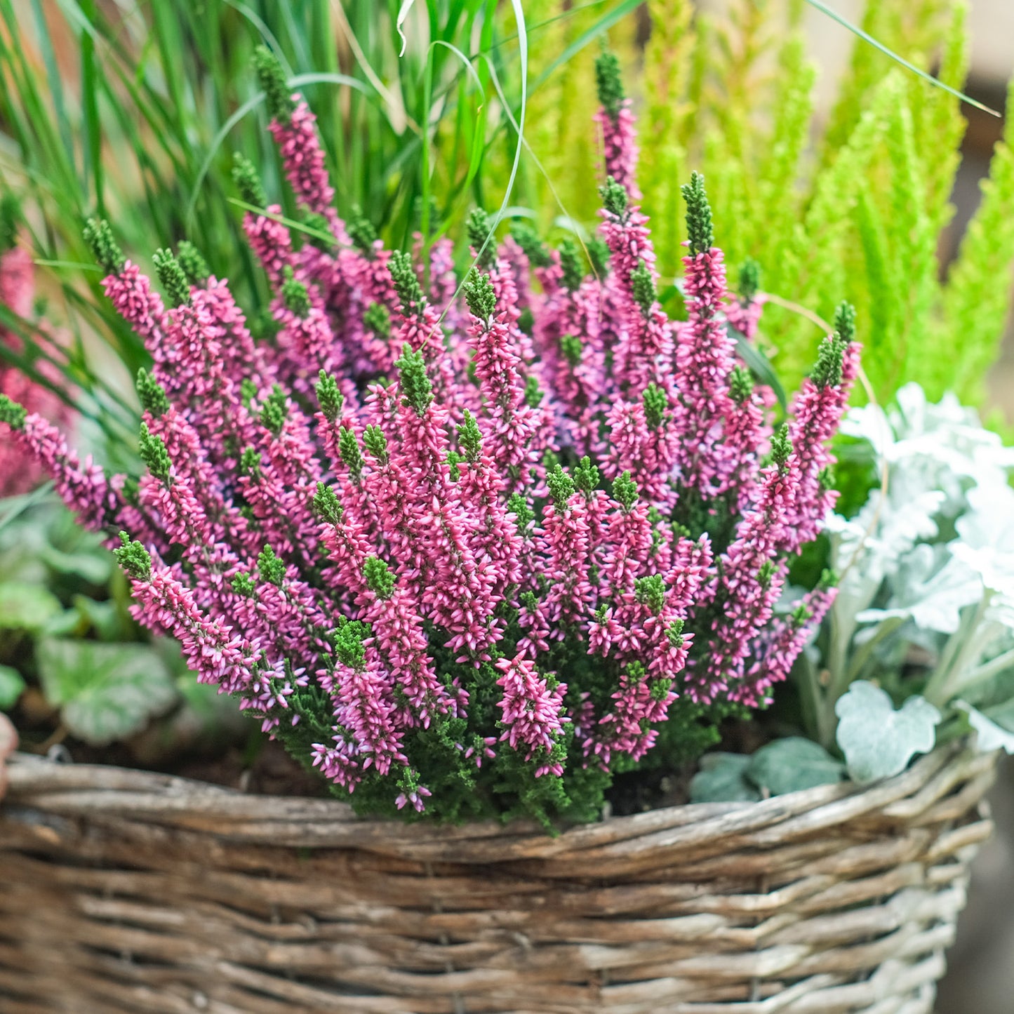 5er Box Rosa-Lila Heidekraut