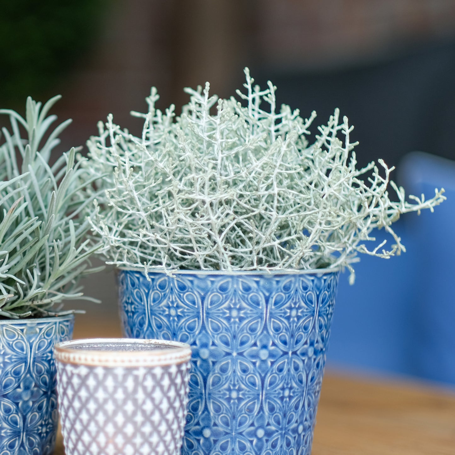 Mix & Match Lavendelpflanzen