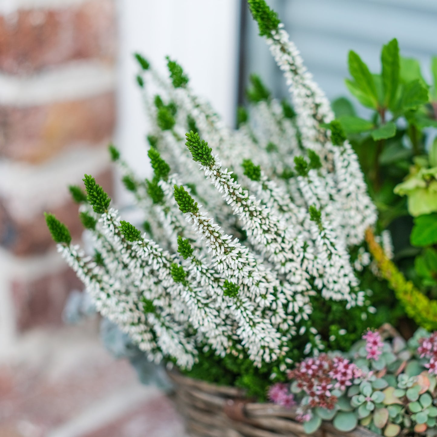 Mix & Match Winterharte Herbstpflanzen