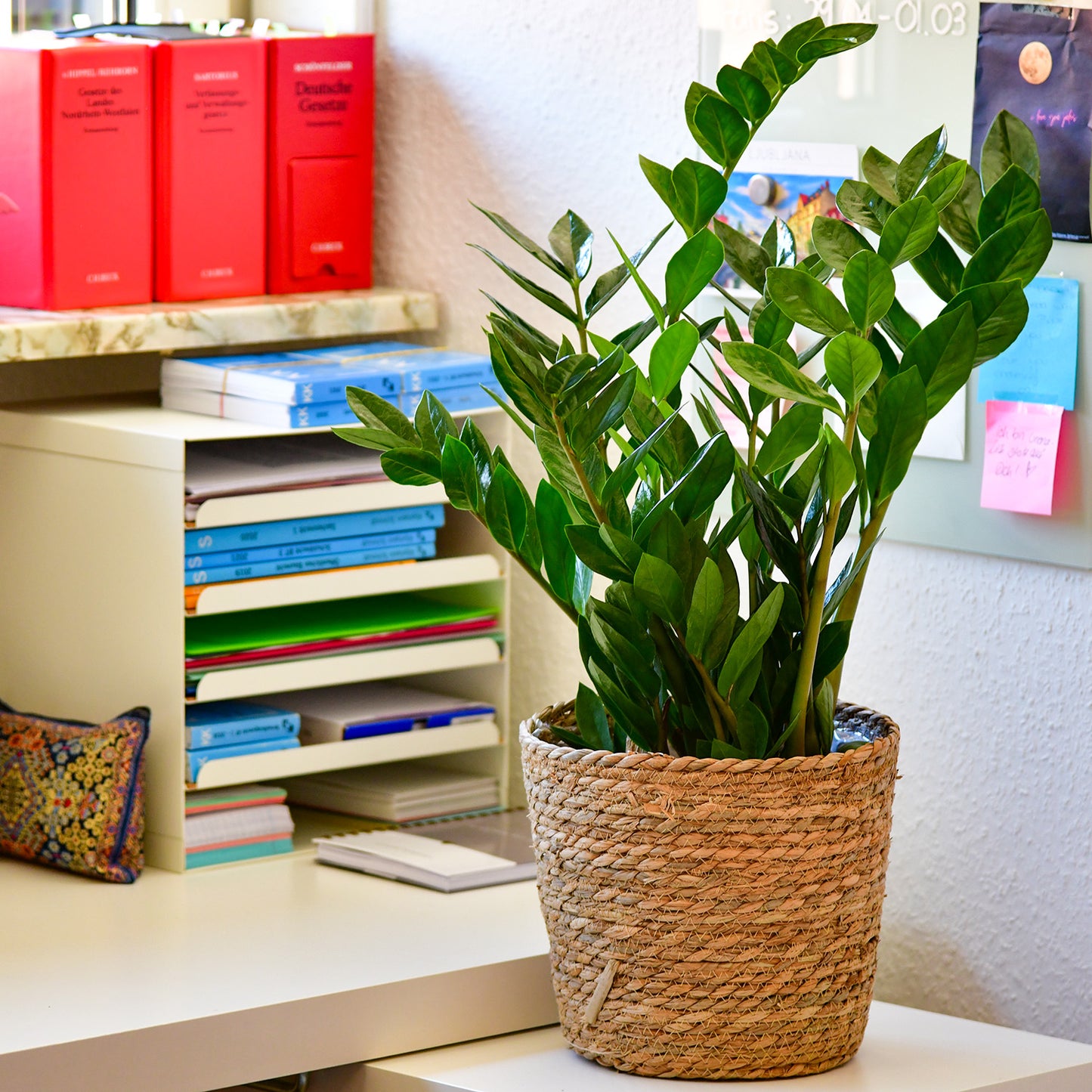 6er Box Pflegeleichte Büropflanzen