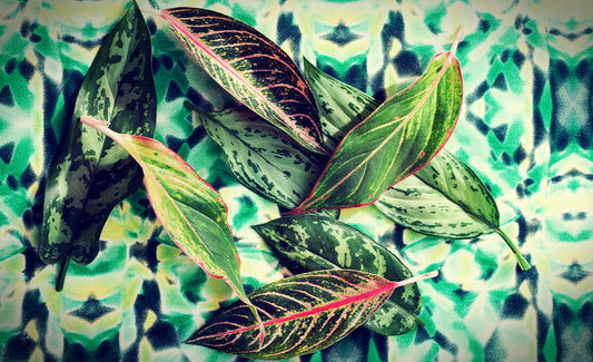 Aglaonema - Kolbenfaden