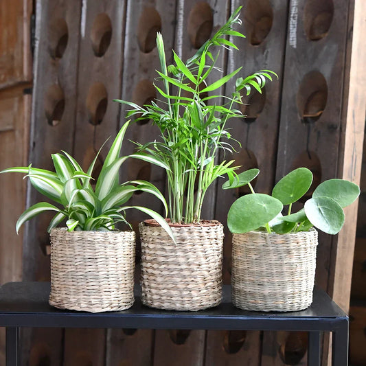 Drei Pflanzen in Übertöpfen auf Stuhl