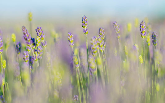 Lavandula - Lavendel