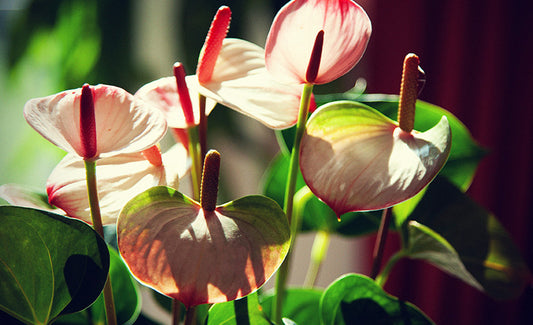 Anthurium - Flamingoblume