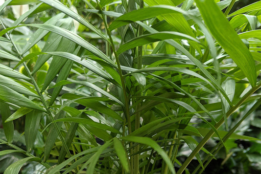 Chamaedorea-Bergpalme