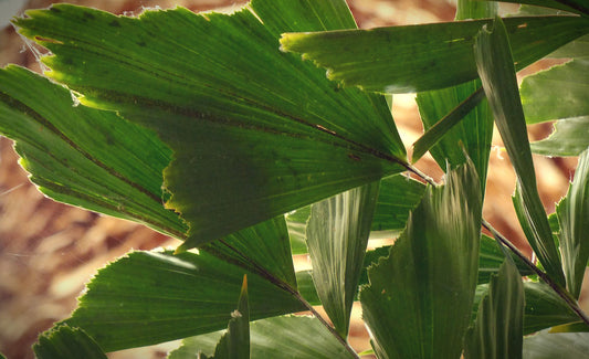 Caryota-Fischschwanzpalme