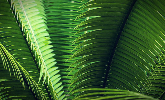 Cycas - Palmfarn