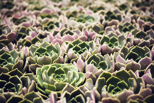 Echeveria - Fettblattrosette