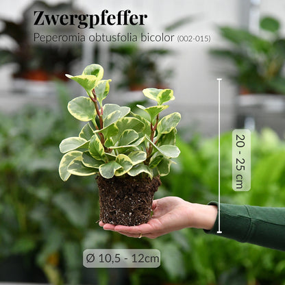Mix & Match 6er Box Ungiftige Pflanzen