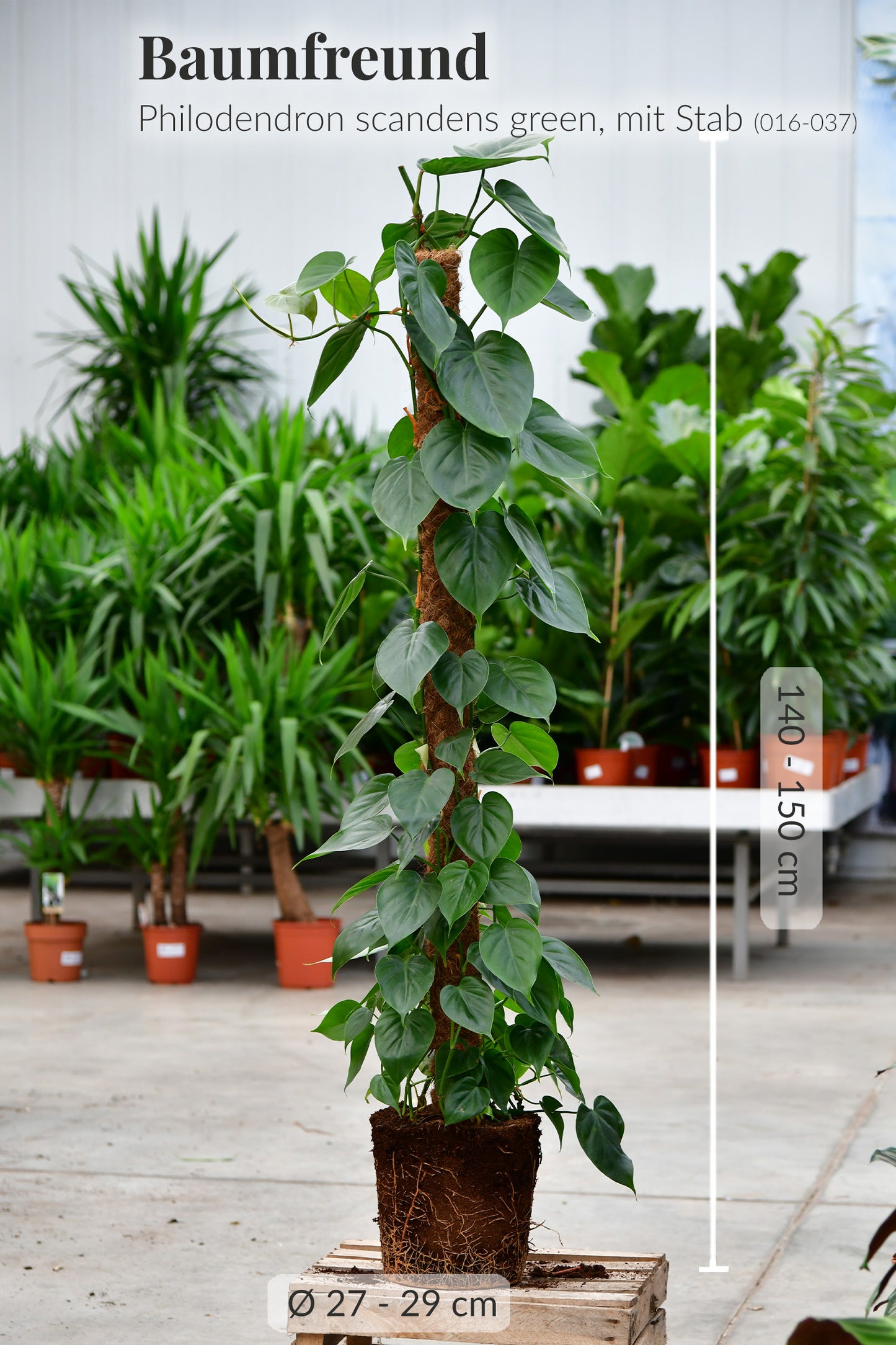 XXL Kletterphilodendron 140-150cm