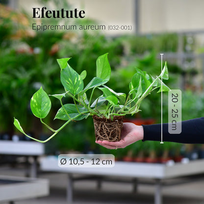 Mix & Match 6er Box pflegeleichte Pflanzen für wenig Licht