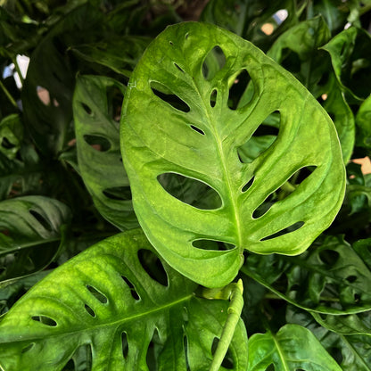 Monstera Monkey Face