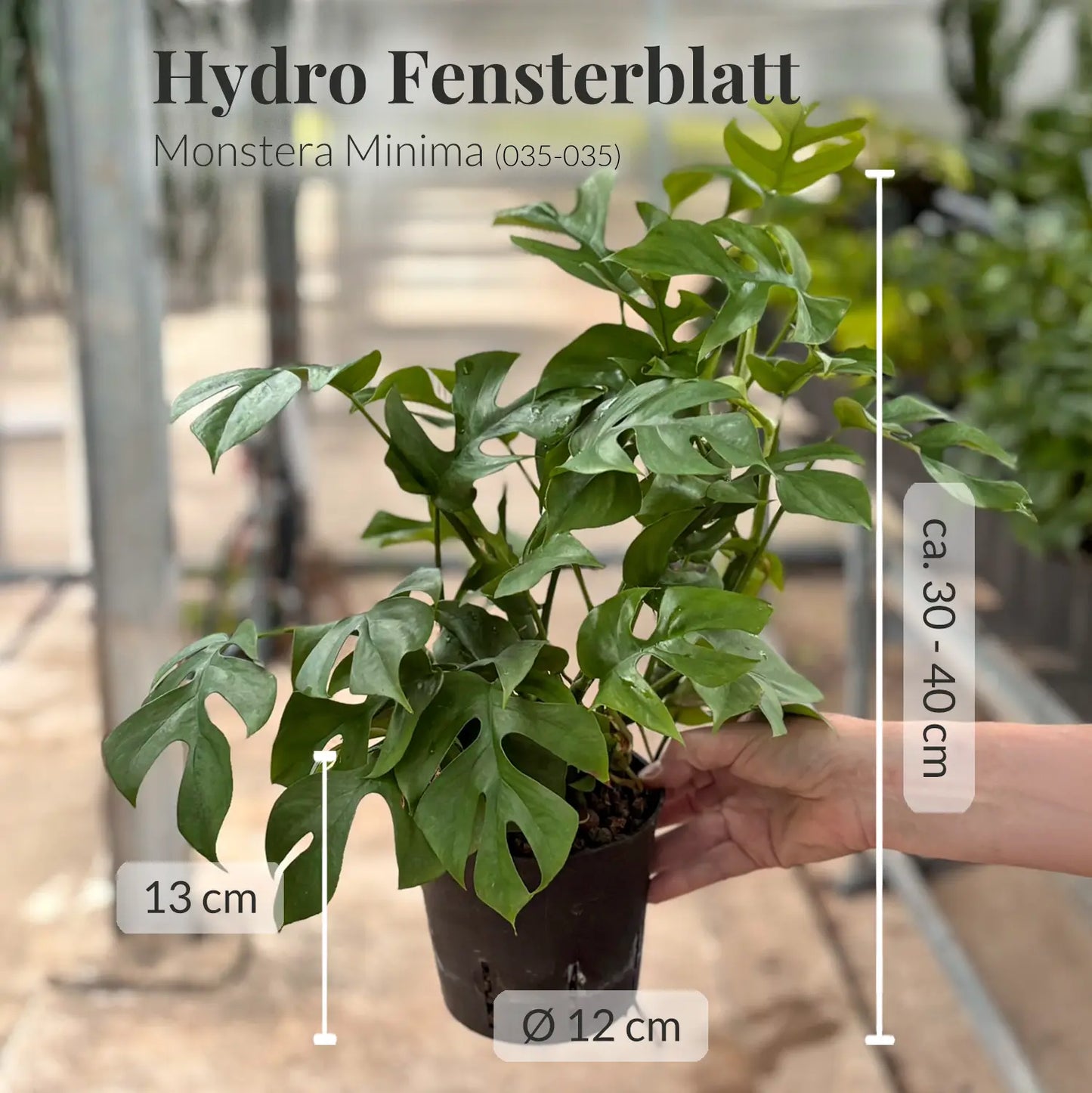 Hydro Monstera Minima