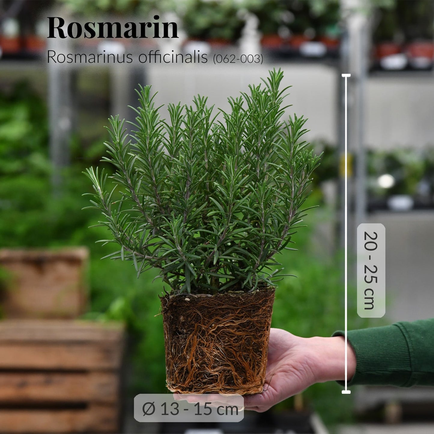 Rosmarin Busch +1