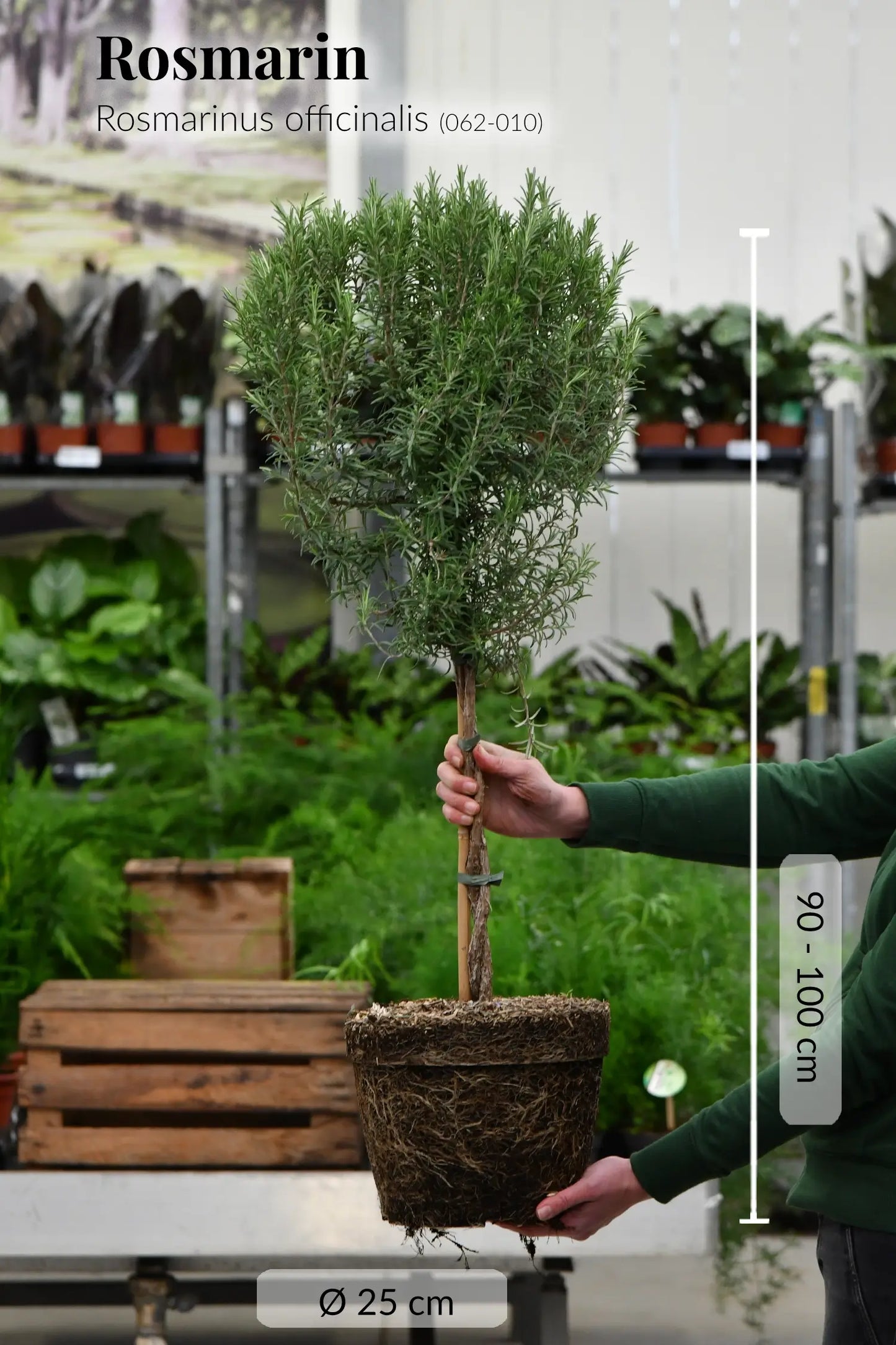 Großer duftender Rosmarin Baum