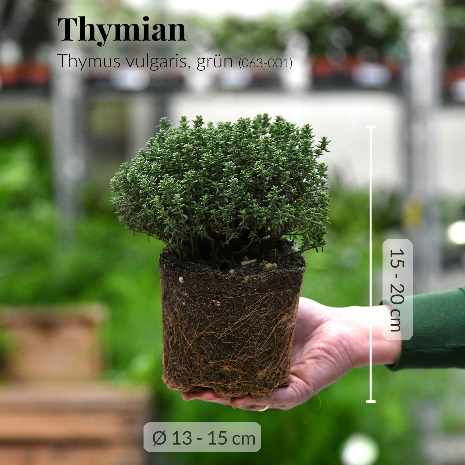 Frische Thymianpflanze (vulgaris) mit Wurzeln auf Hand direkt beim Gärtner