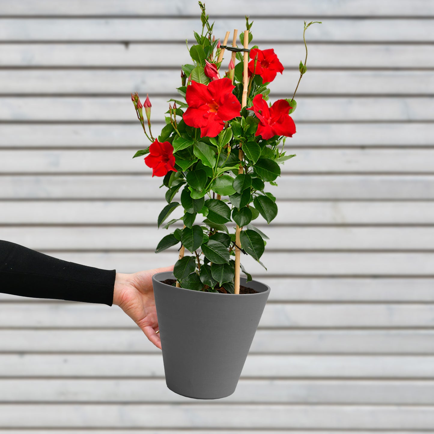 Mandevilla Roja