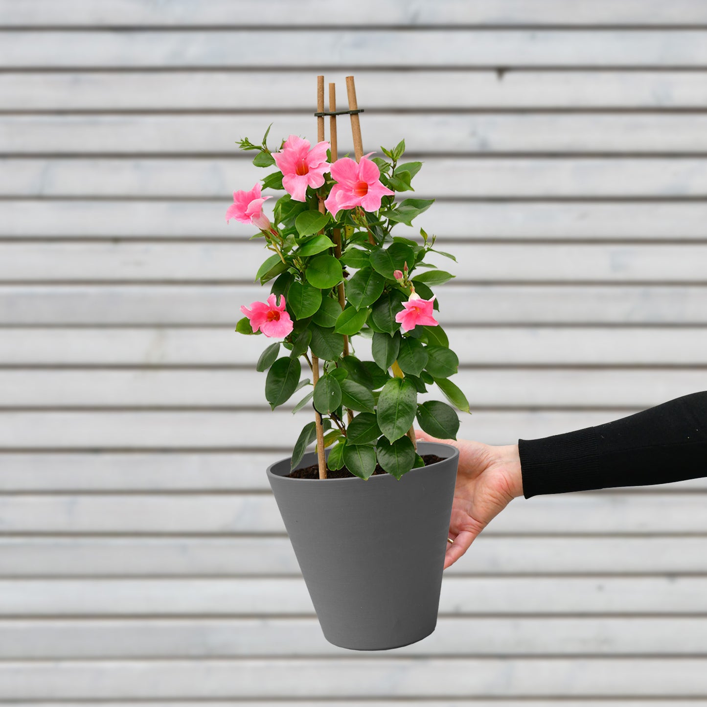 Mandevilla Rosa