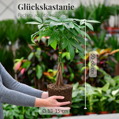 Mix & Match 6er Box Einsteiger Zimmerpflanzen