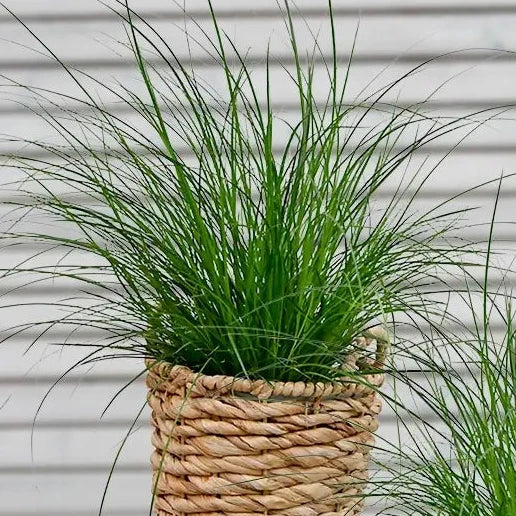 Gräser Duett frisch vom Gärtner mit Carex morrowii