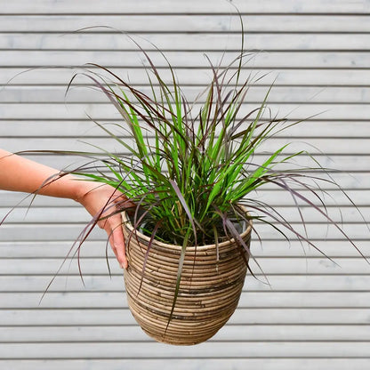 Rotes Federborsten Gras Pennisetum rubrum frisch und direkt vom Gärtner