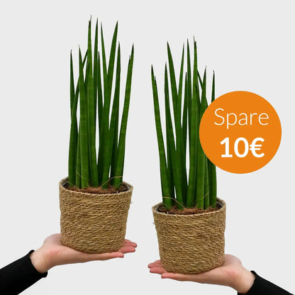 SPECIAL OFFER 2er Set Bogenhanf Cylindrica